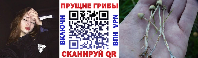 Псилоцибиновые грибы MAGIC MUSHROOMS где купить наркоту Приволжск